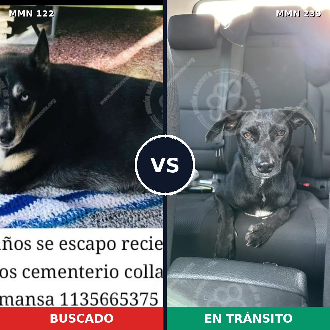 Comparativa MMS 3046: mascota perdida y mascota encontrada, 64% de similitud