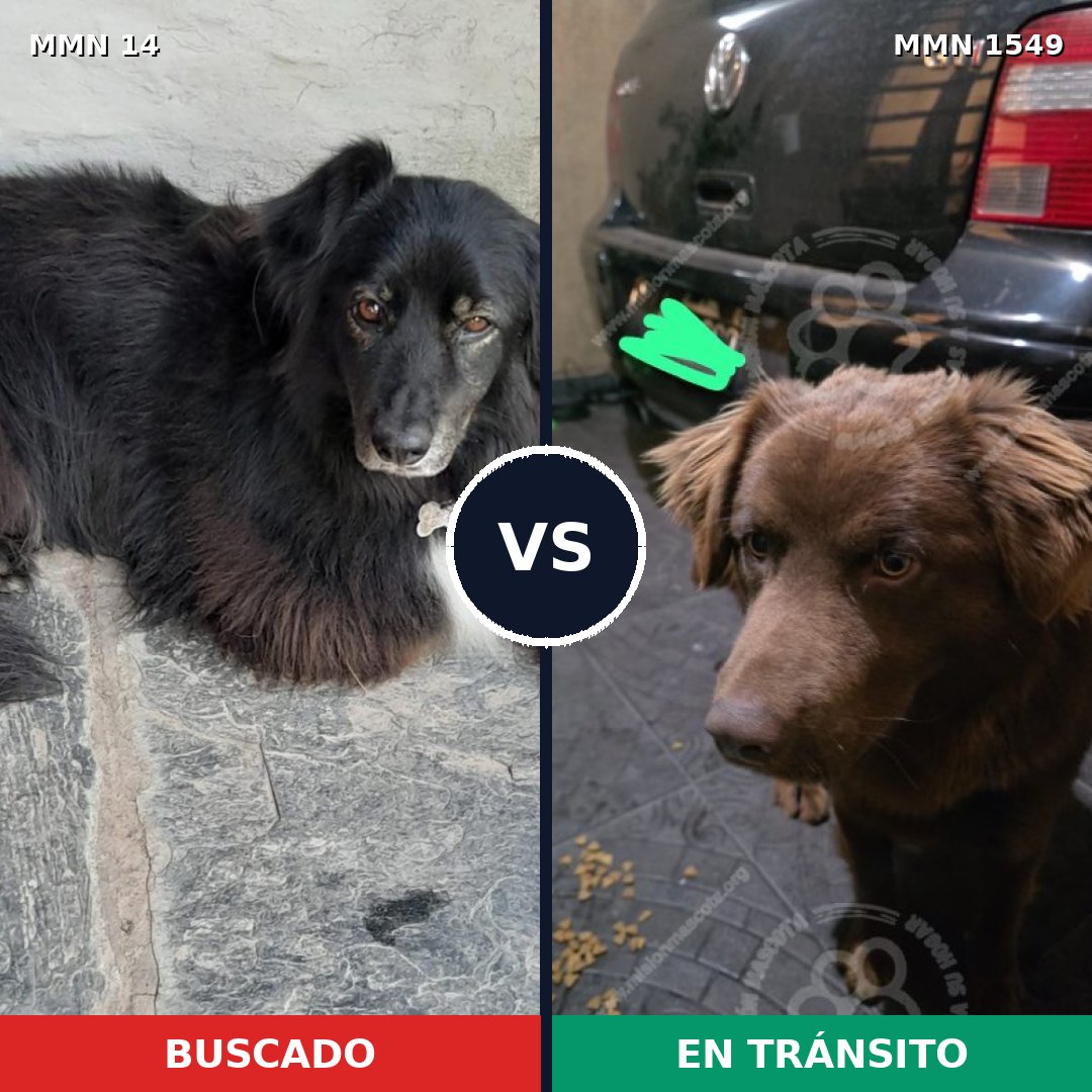 Comparativa MMS 30460: mascota perdida y mascota encontrada, 59% de similitud