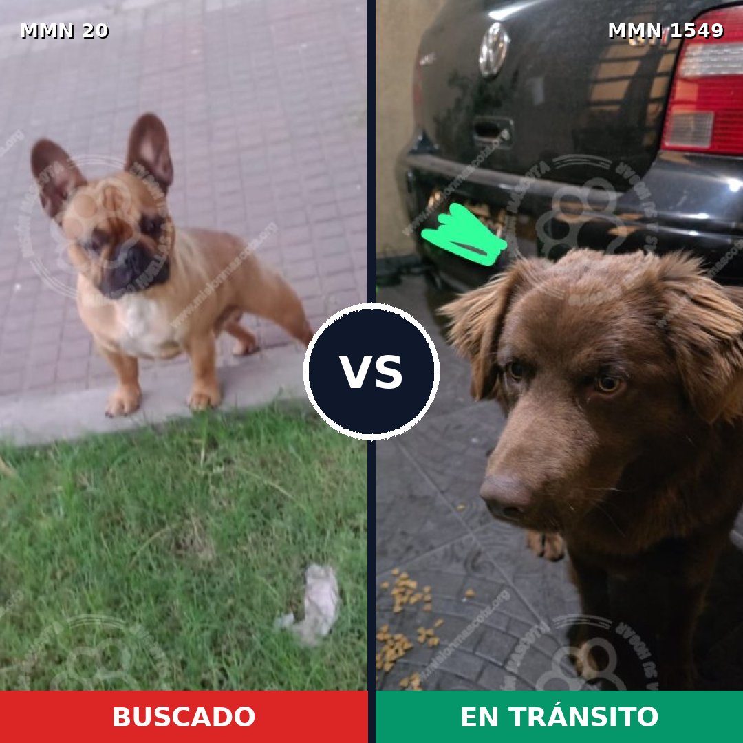 Comparativa MMS 30461: mascota perdida y mascota encontrada, 24% de similitud