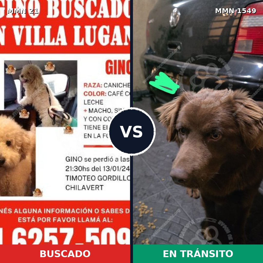Comparativa MMS 30462: mascota perdida y mascota encontrada, 33% de similitud