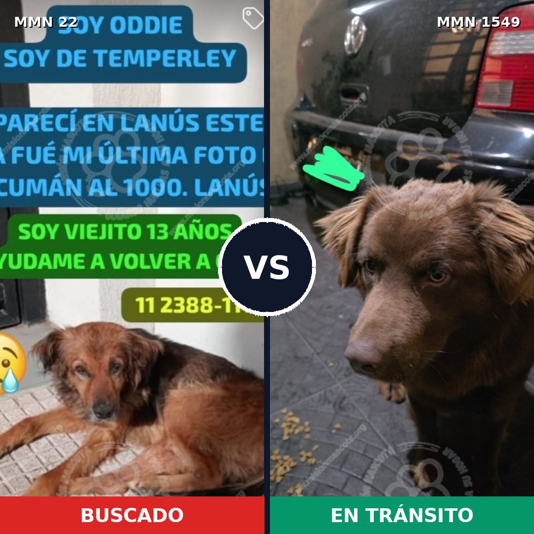 Comparativa MMS 30463: mascota perdida y mascota encontrada, 62% de similitud