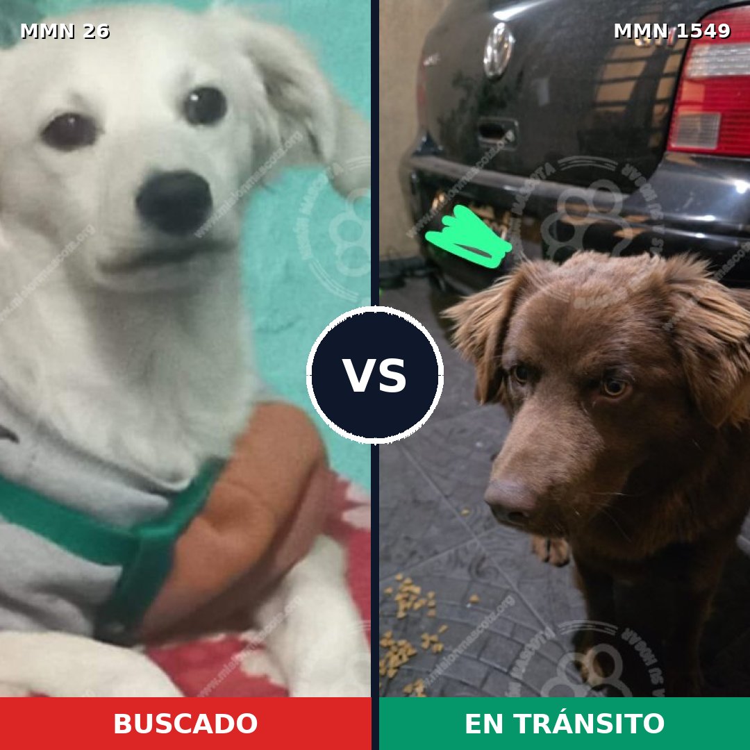 Comparativa MMS 30464: mascota perdida y mascota encontrada, 55% de similitud