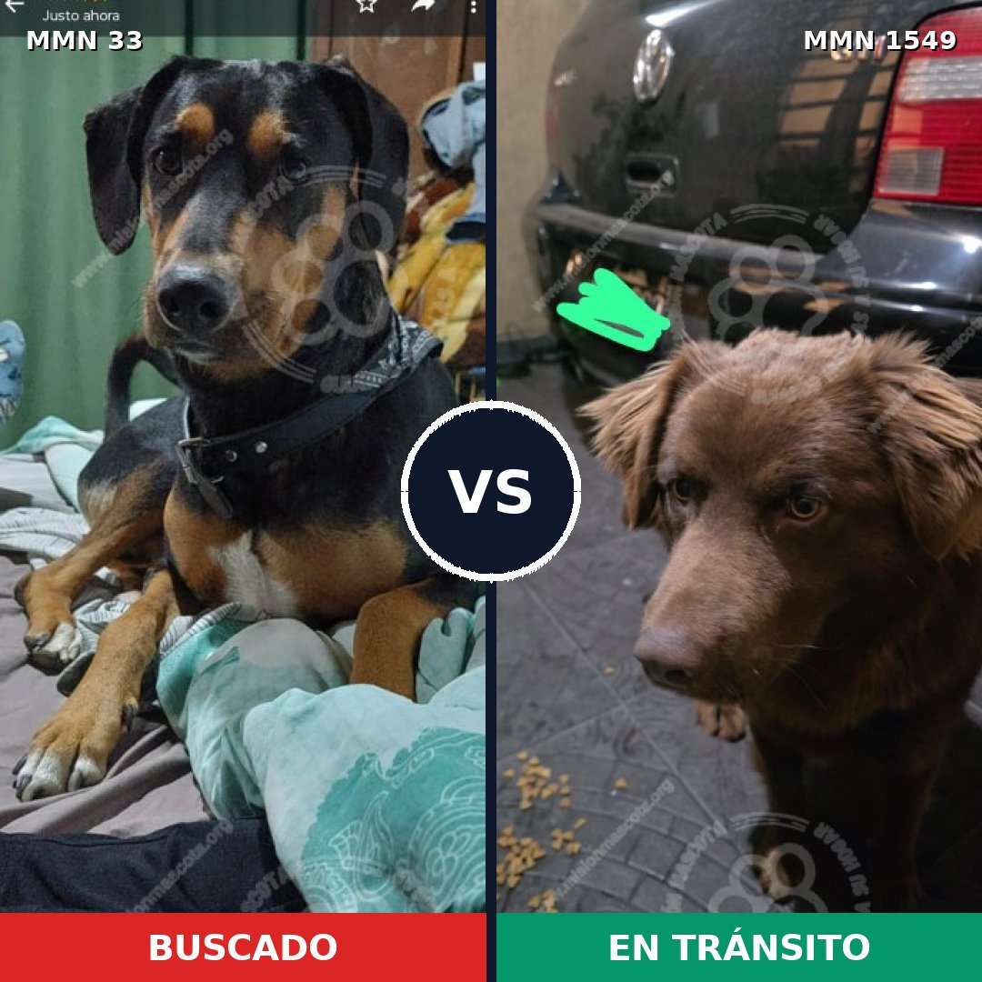 Comparativa MMS 30465: mascota perdida y mascota encontrada, 52% de similitud