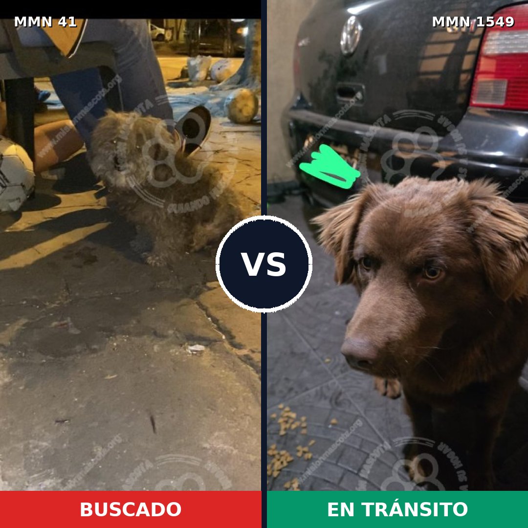 Comparativa MMS 30466: mascota perdida y mascota encontrada, 51% de similitud