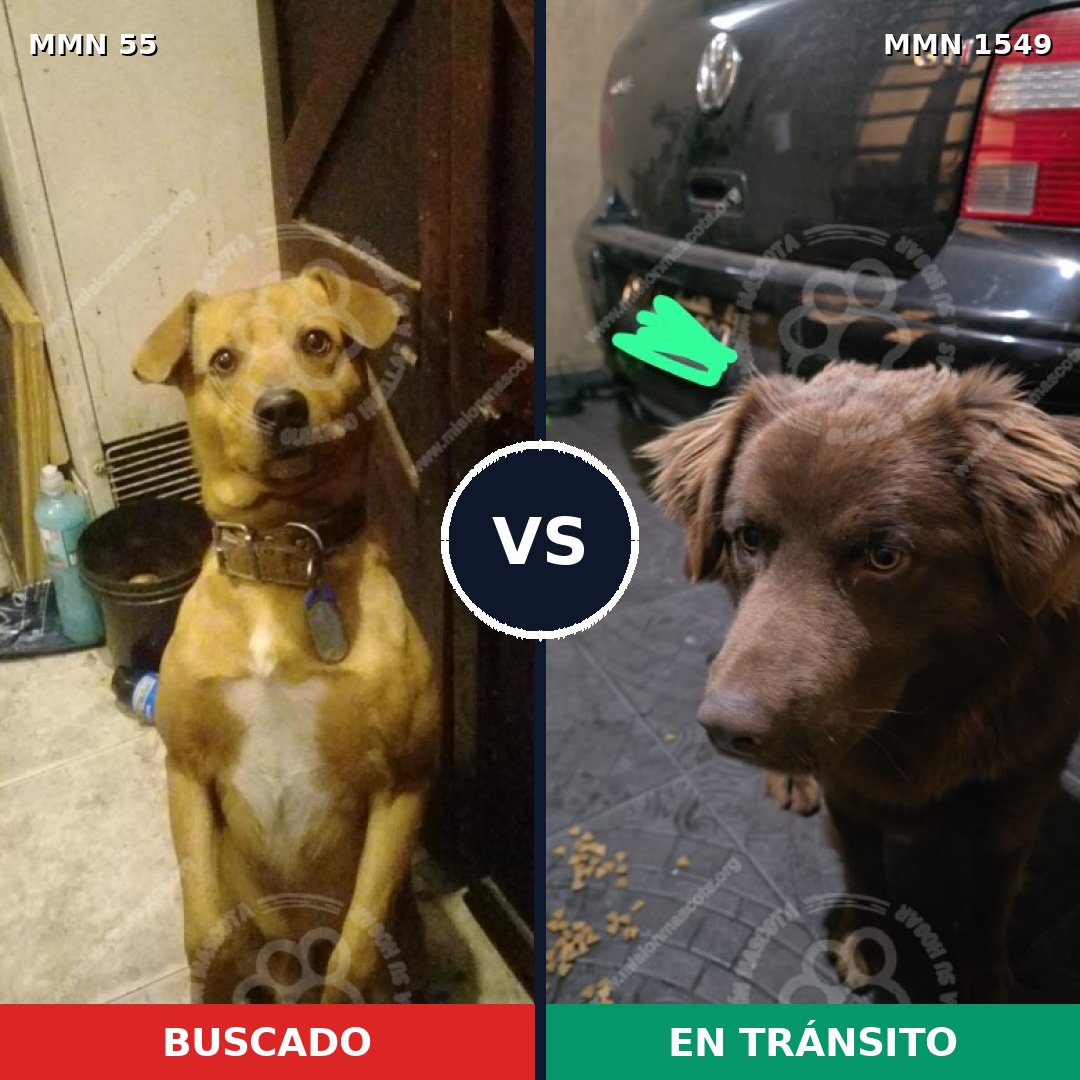 Comparativa MMS 30468: mascota perdida y mascota encontrada, 61% de similitud