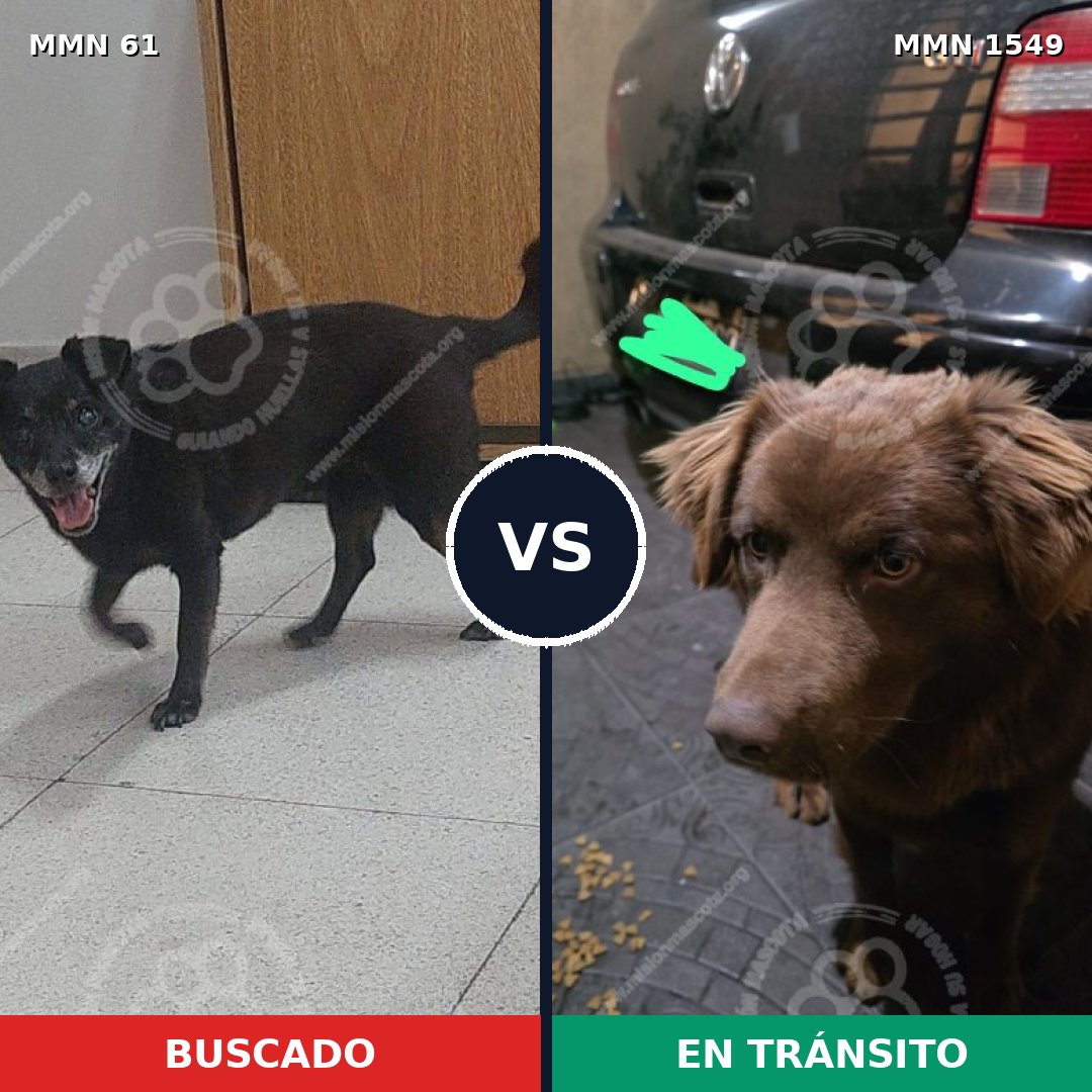 Comparativa MMS 30469: mascota perdida y mascota encontrada, 60% de similitud