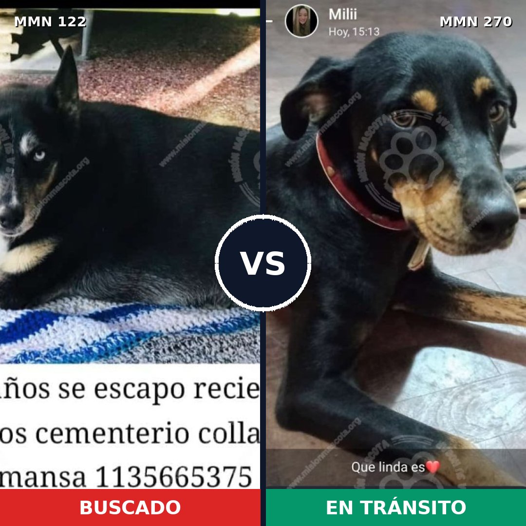 Comparativa MMS 3047: mascota perdida y mascota encontrada, 71% de similitud