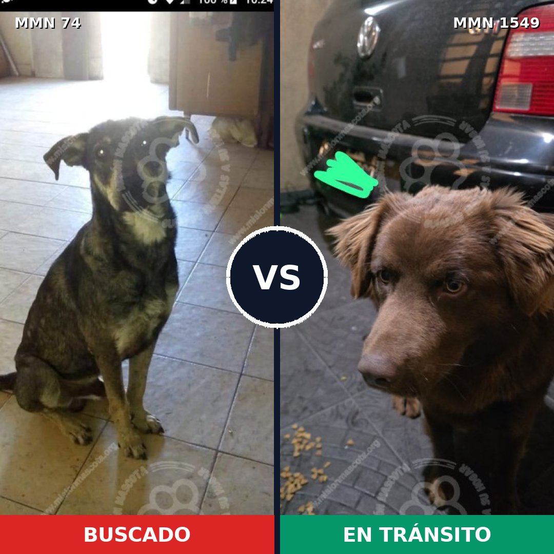 Comparativa MMS 30470: mascota perdida y mascota encontrada, 50% de similitud