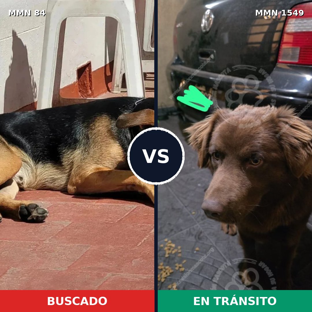 Comparativa MMS 30471: mascota perdida y mascota encontrada, 52% de similitud