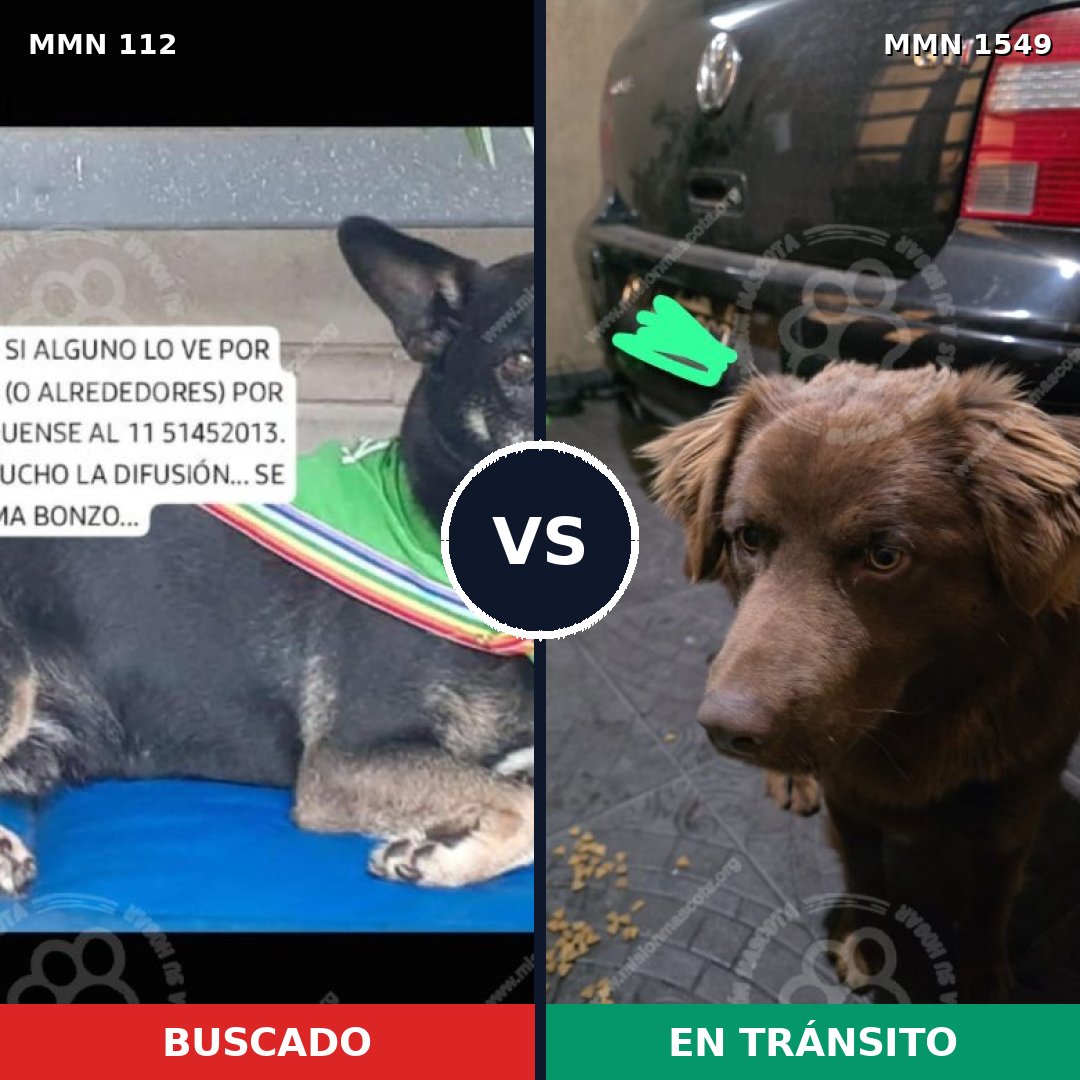 Comparativa MMS 30472: mascota perdida y mascota encontrada, 59% de similitud