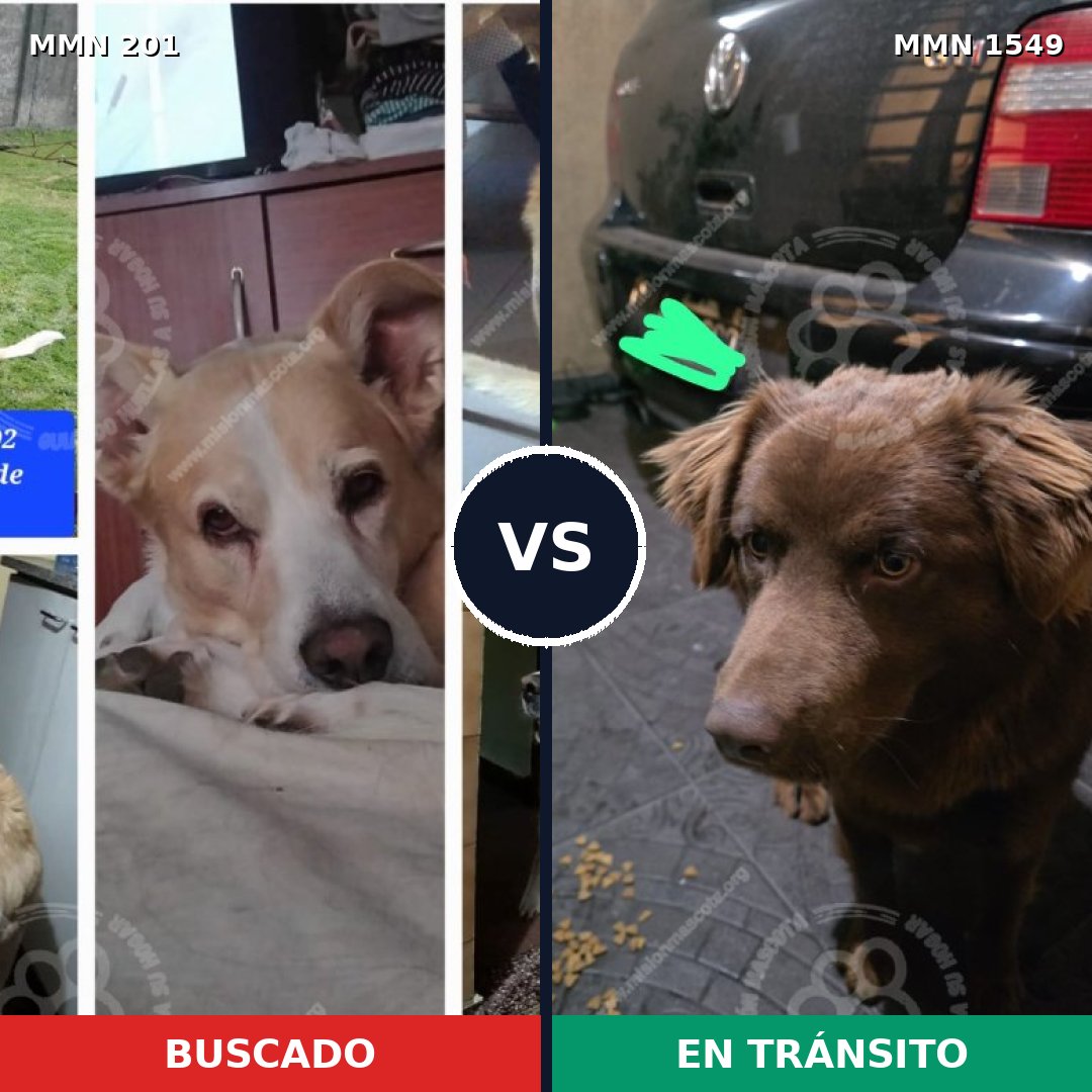Comparativa MMS 30474: mascota perdida y mascota encontrada, 61% de similitud
