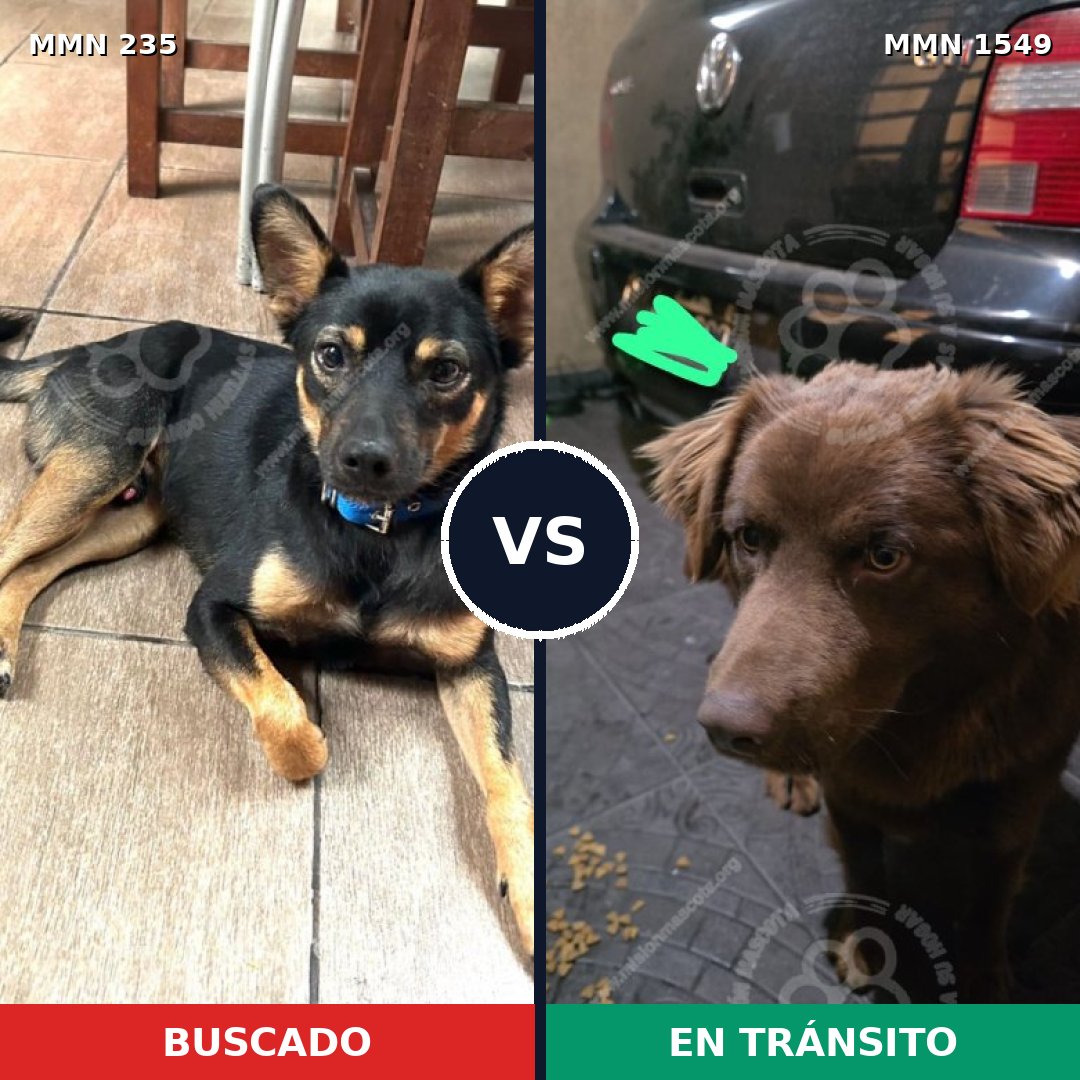 Comparativa MMS 30475: mascota perdida y mascota encontrada, 53% de similitud