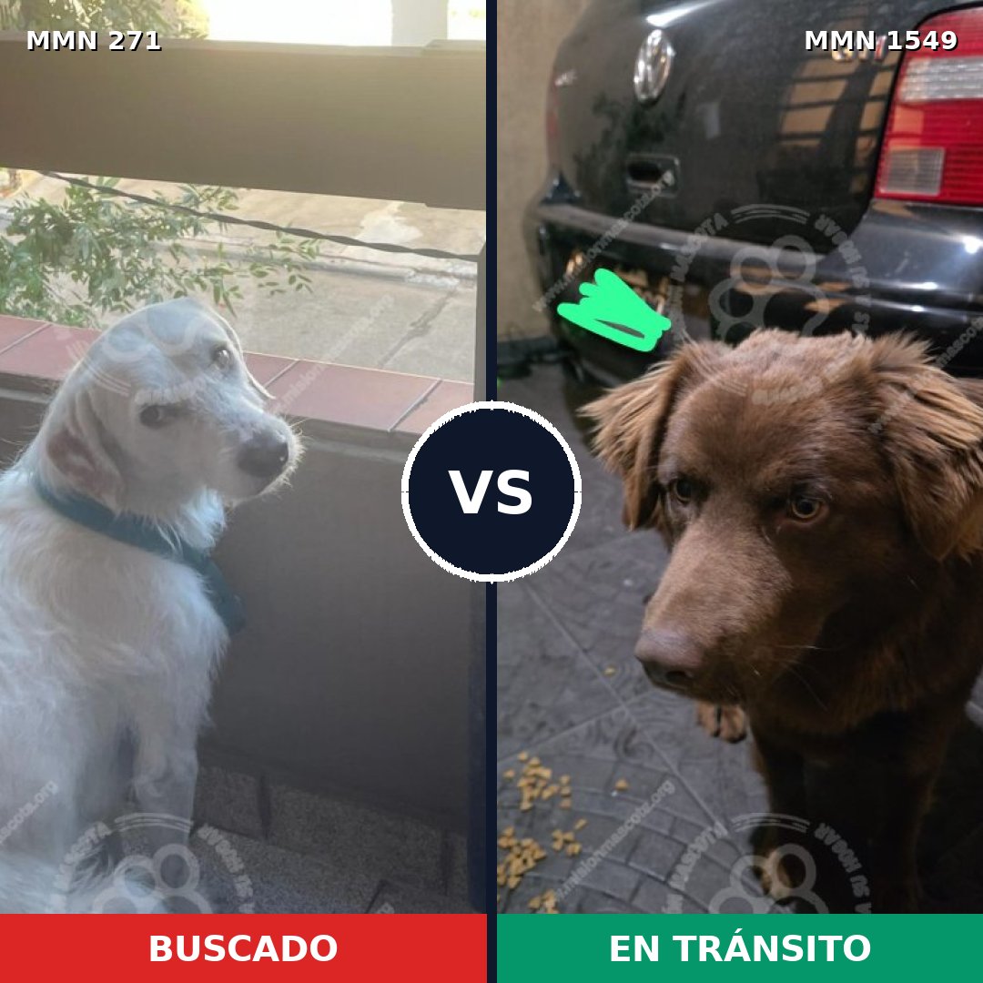 Comparativa MMS 30476: mascota perdida y mascota encontrada, 61% de similitud