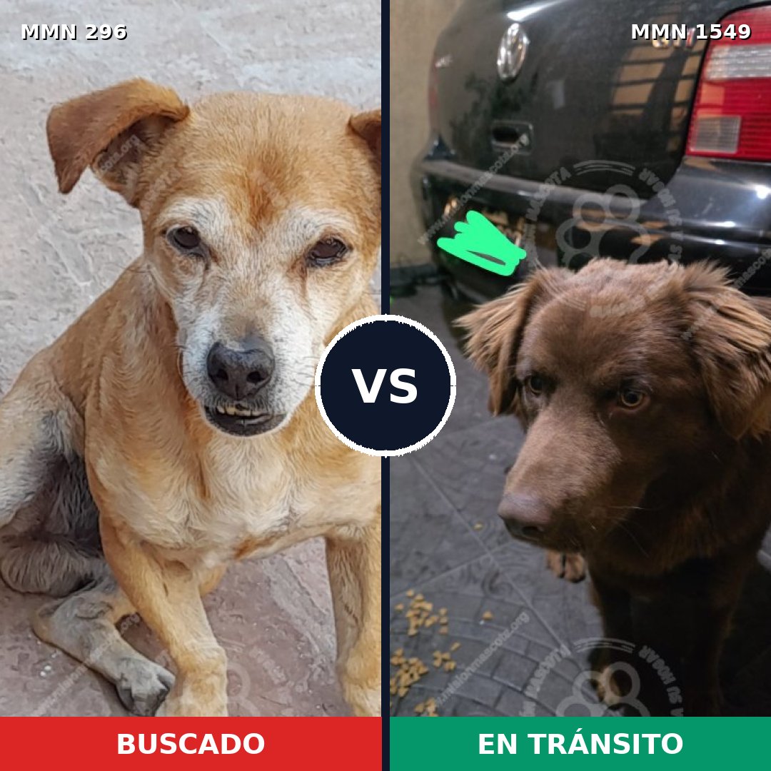 Comparativa MMS 30477: mascota perdida y mascota encontrada, 60% de similitud
