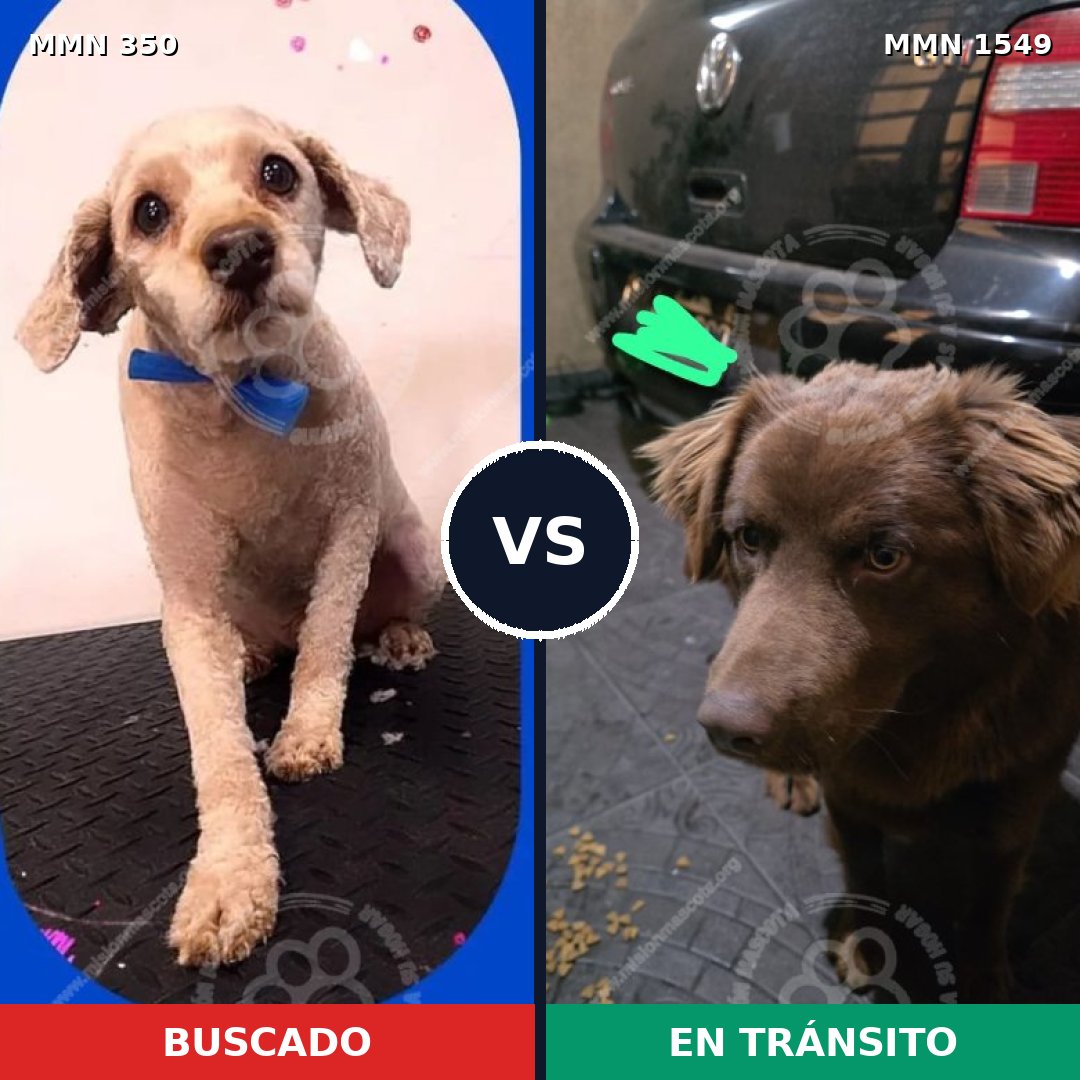 Comparativa MMS 30478: mascota perdida y mascota encontrada, 40% de similitud