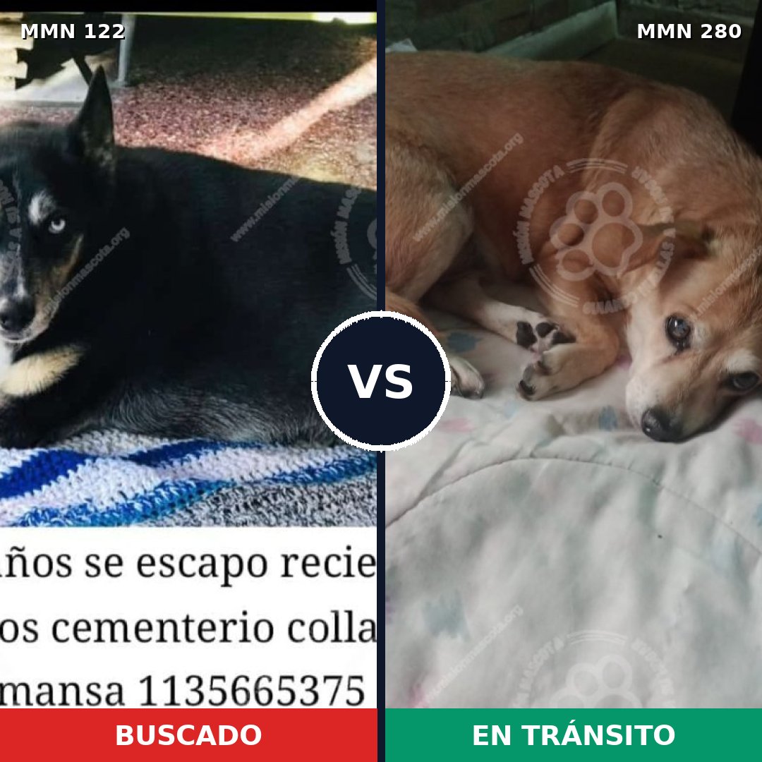 Comparativa MMS 3048: mascota perdida y mascota encontrada, 8% de similitud