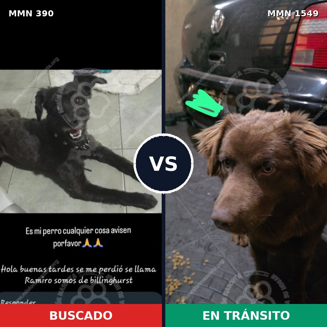 Comparativa MMS 30480: mascota perdida y mascota encontrada, 49% de similitud