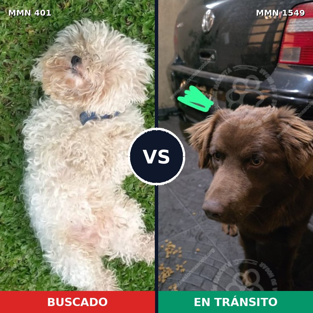 Comparativa MMS 30481: mascota perdida y mascota encontrada, 21% de similitud