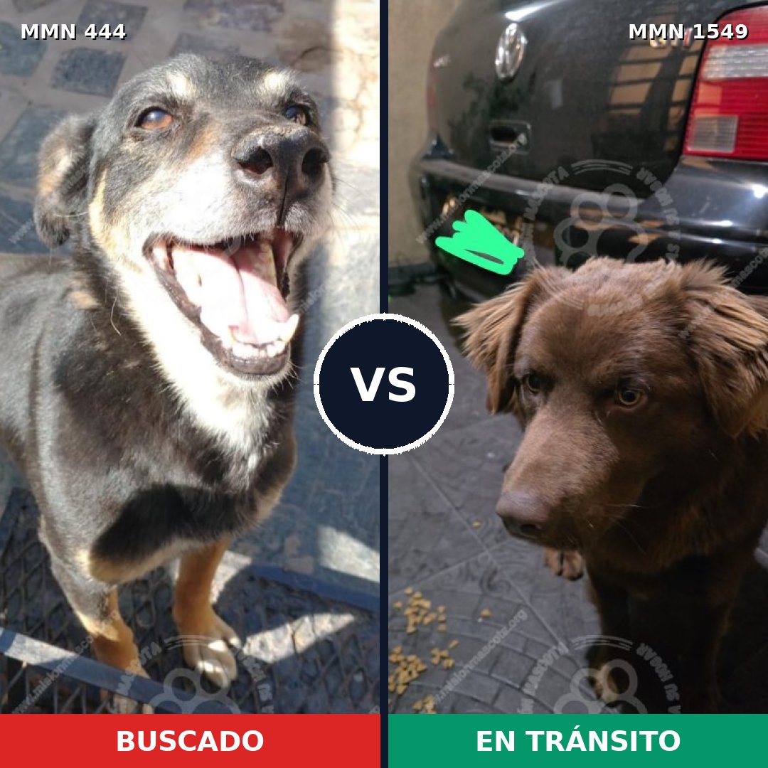 Comparativa MMS 30485: mascota perdida y mascota encontrada, 53% de similitud