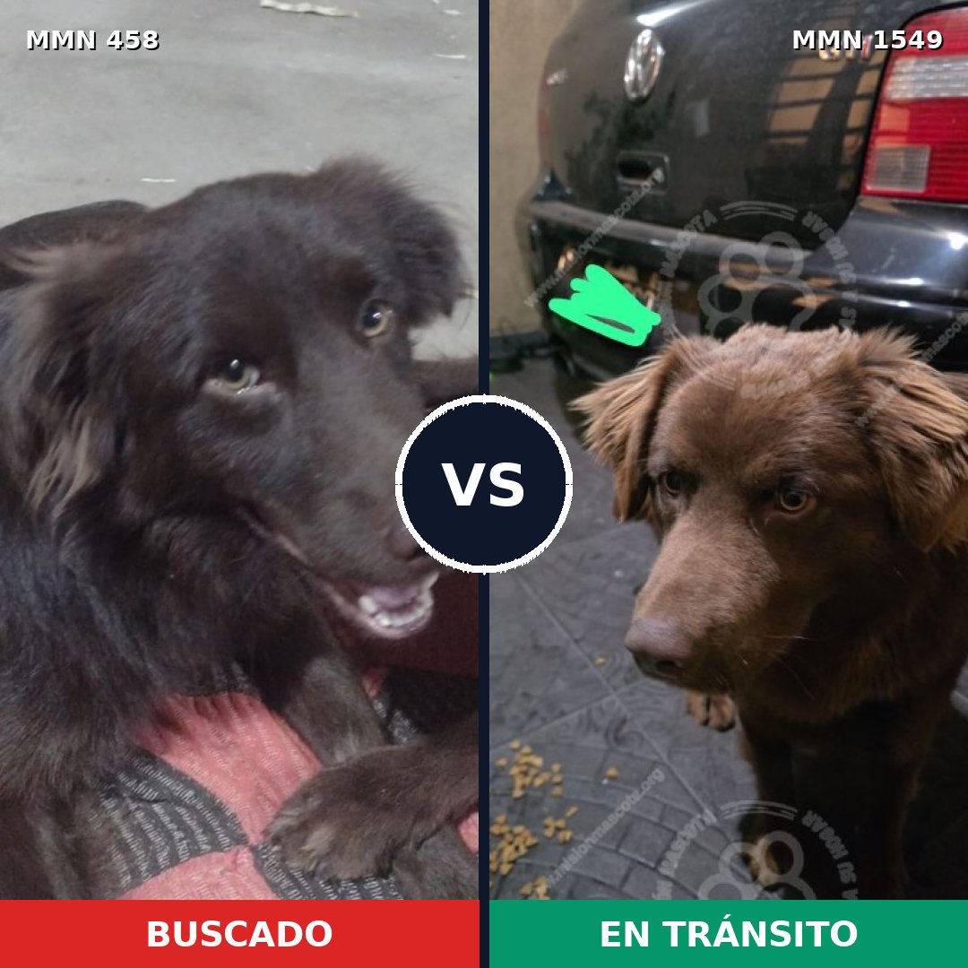 Comparativa MMS 30486: mascota perdida y mascota encontrada, 67% de similitud