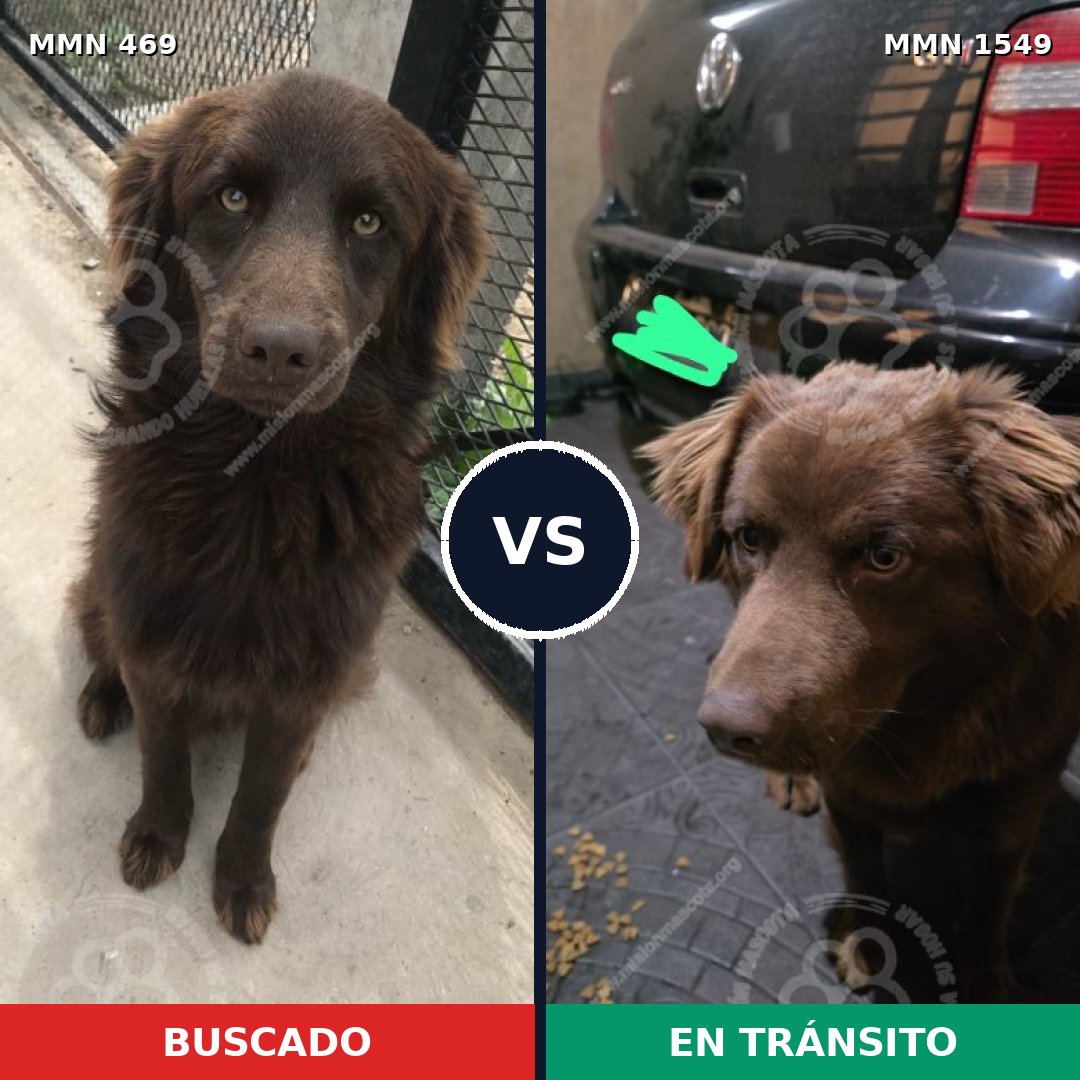 Comparativa MMS 30487: mascota perdida y mascota encontrada, 67% de similitud