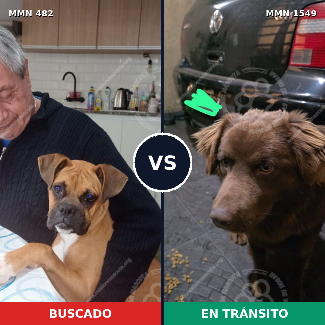 Comparativa MMS 30489: mascota perdida y mascota encontrada, 33% de similitud