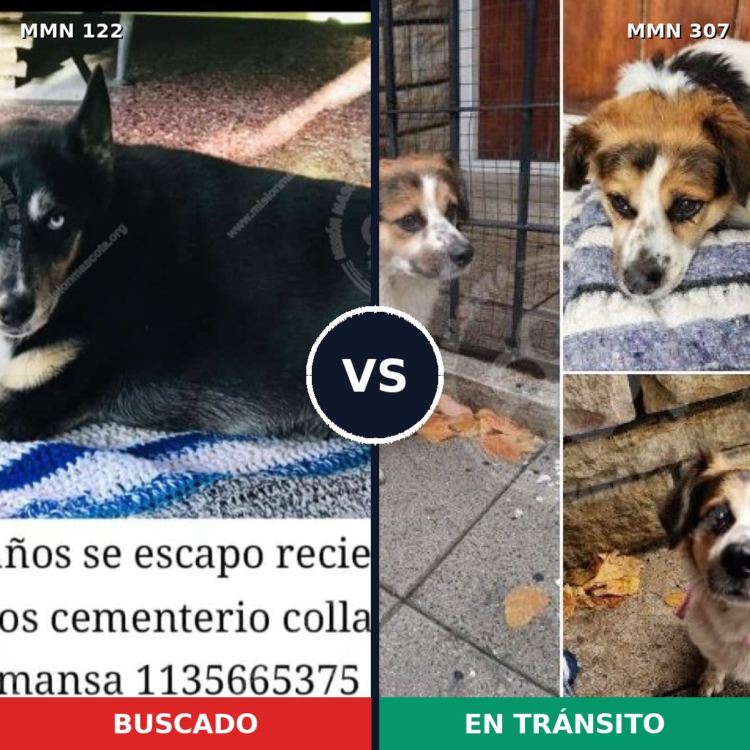 Comparativa MMS 3049: mascota perdida y mascota encontrada, 44% de similitud
