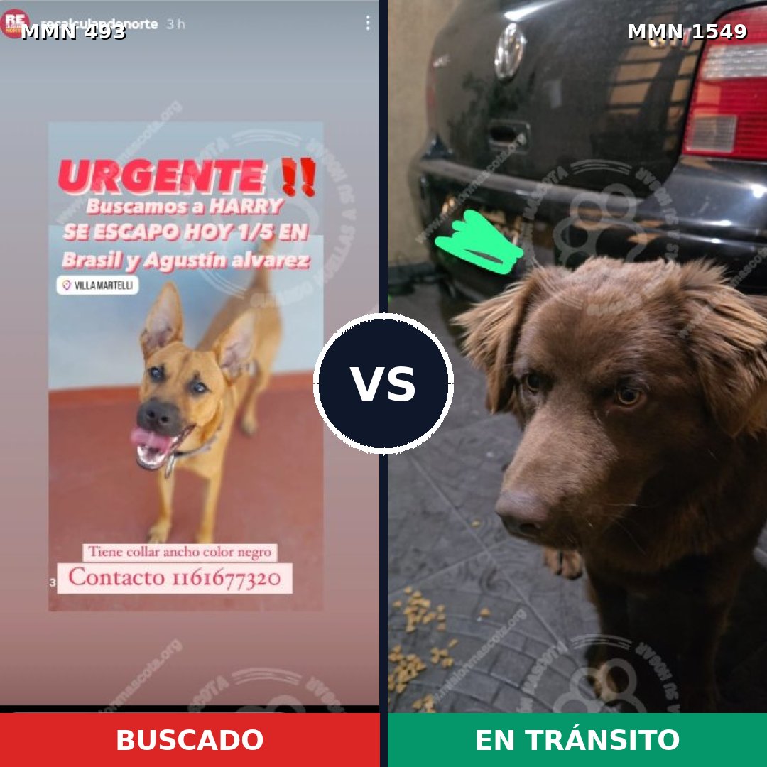 Comparativa MMS 30491: mascota perdida y mascota encontrada, 65% de similitud