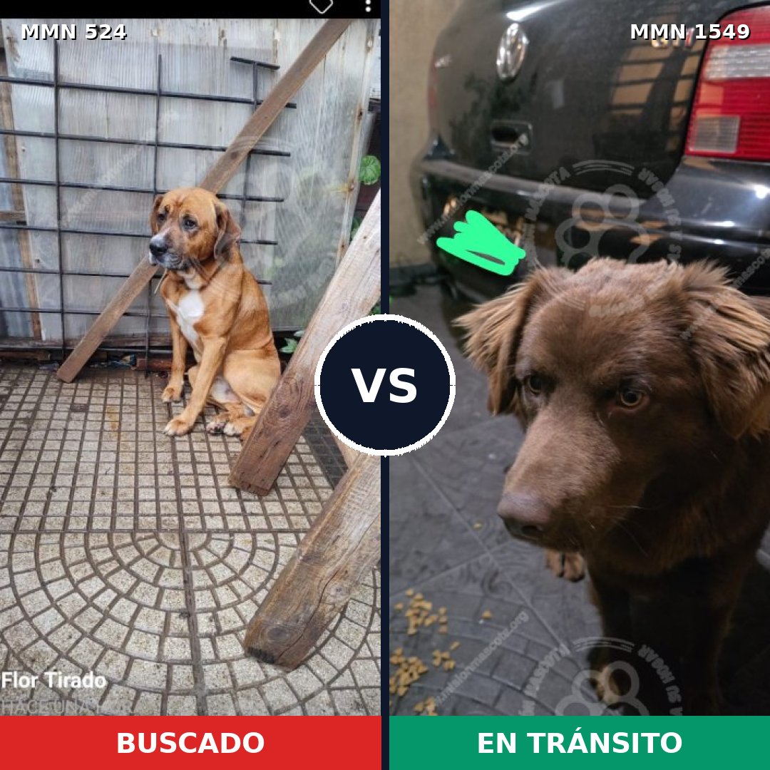 Comparativa MMS 30492: mascota perdida y mascota encontrada, 65% de similitud