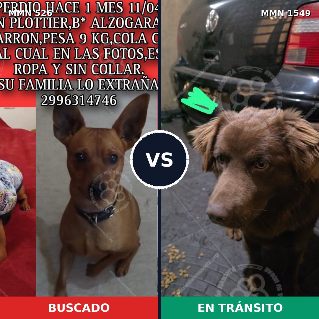 Comparativa MMS 30493: mascota perdida y mascota encontrada, 38% de similitud