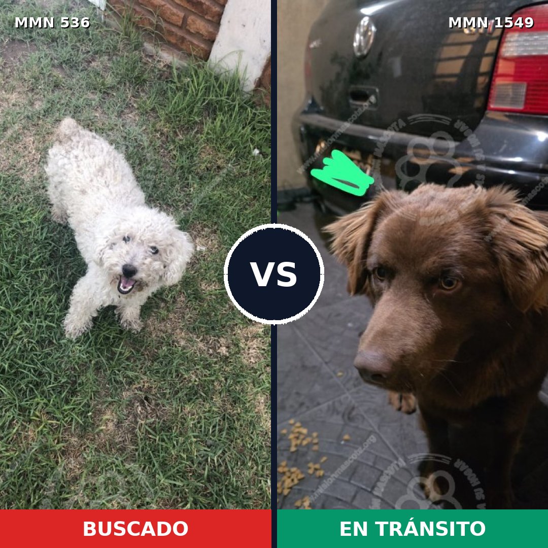 Comparativa MMS 30495: mascota perdida y mascota encontrada, 35% de similitud