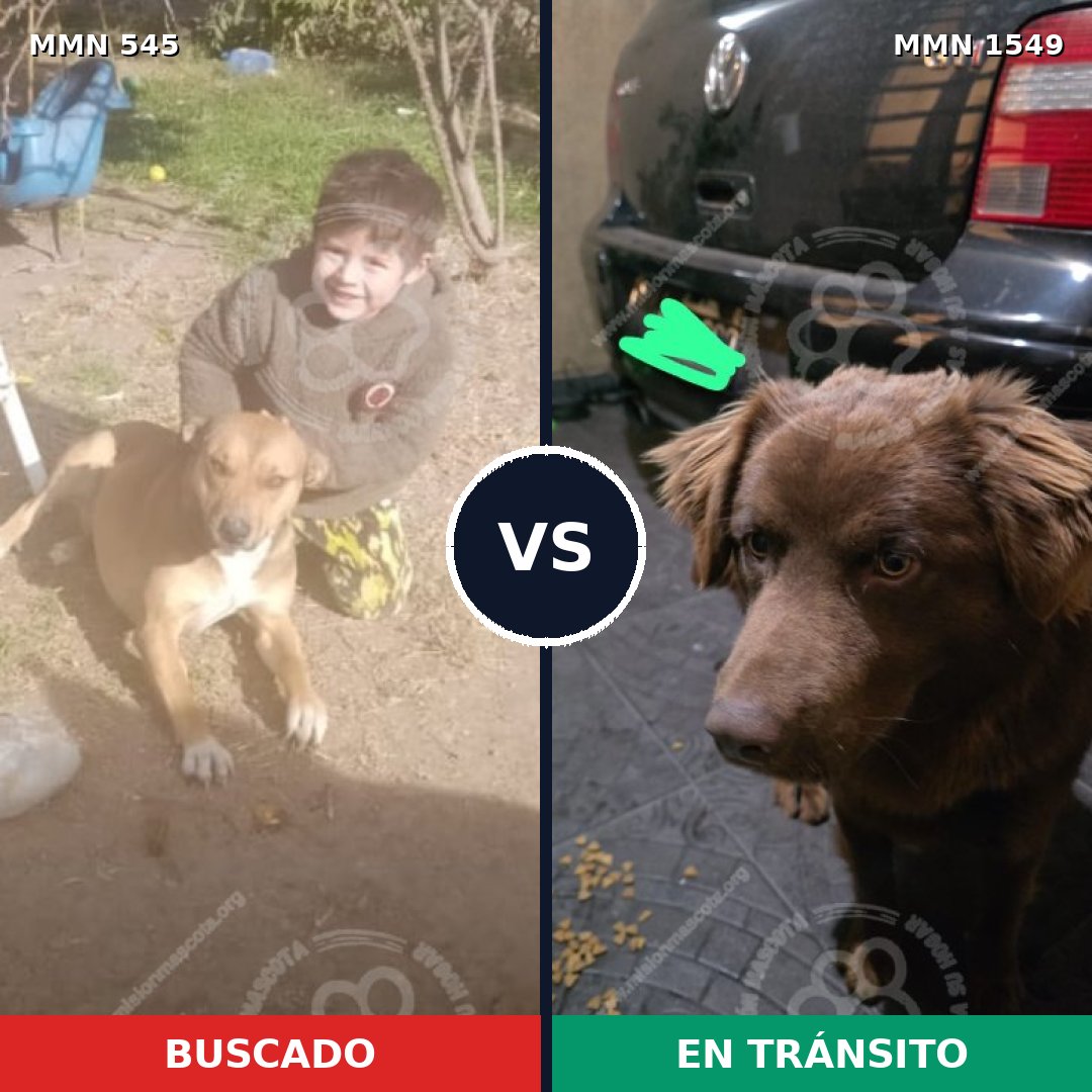 Comparativa MMS 30496: mascota perdida y mascota encontrada, 46% de similitud