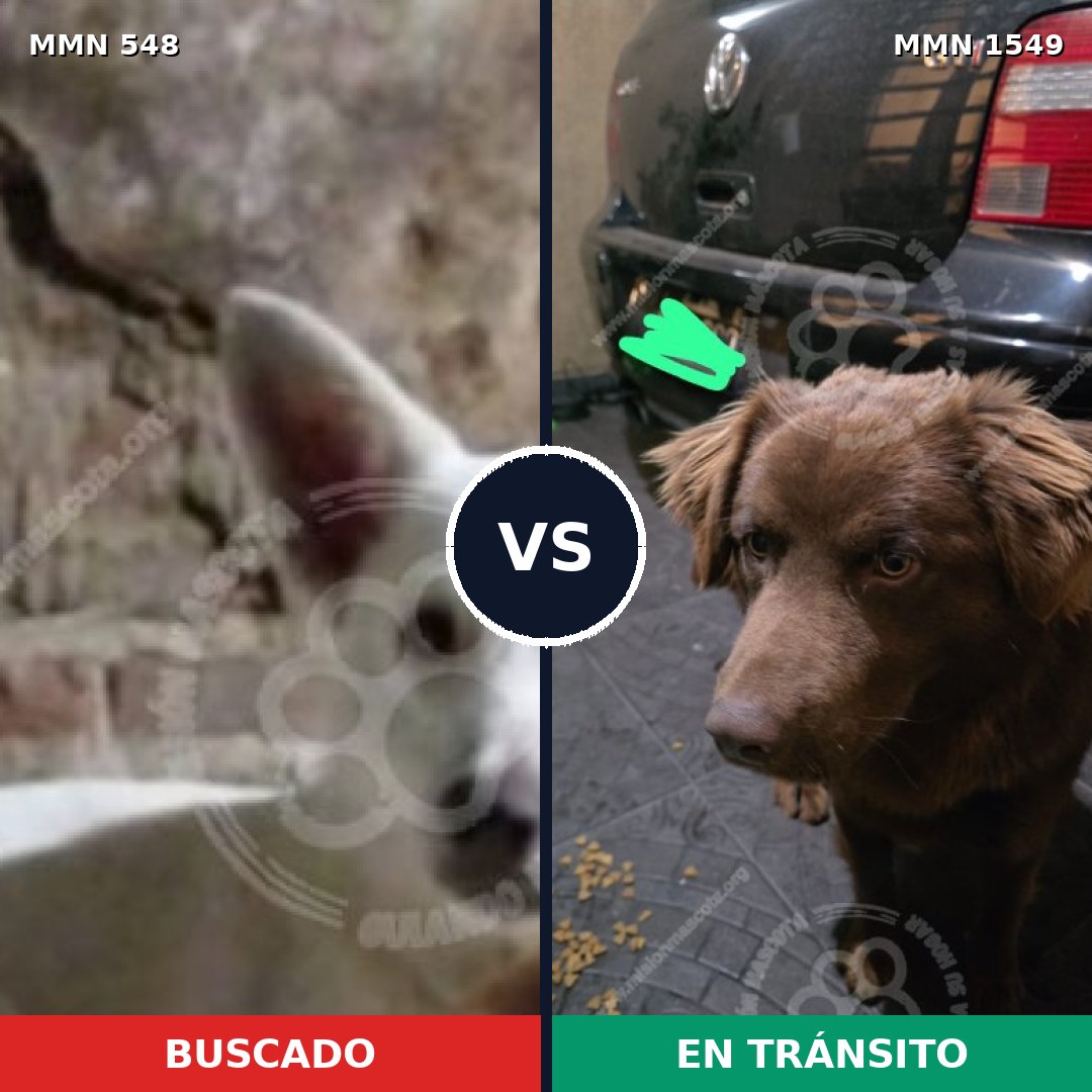Comparativa MMS 30497: mascota perdida y mascota encontrada, 54% de similitud