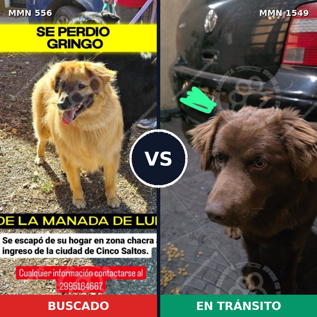 Comparativa MMS 30498: mascota perdida y mascota encontrada, 59% de similitud