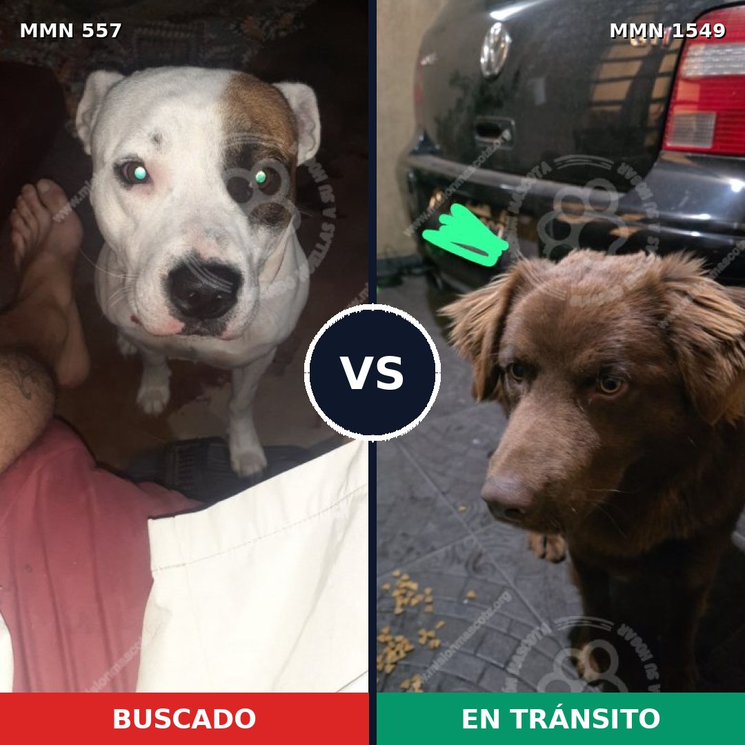 Comparativa MMS 30499: mascota perdida y mascota encontrada, 52% de similitud