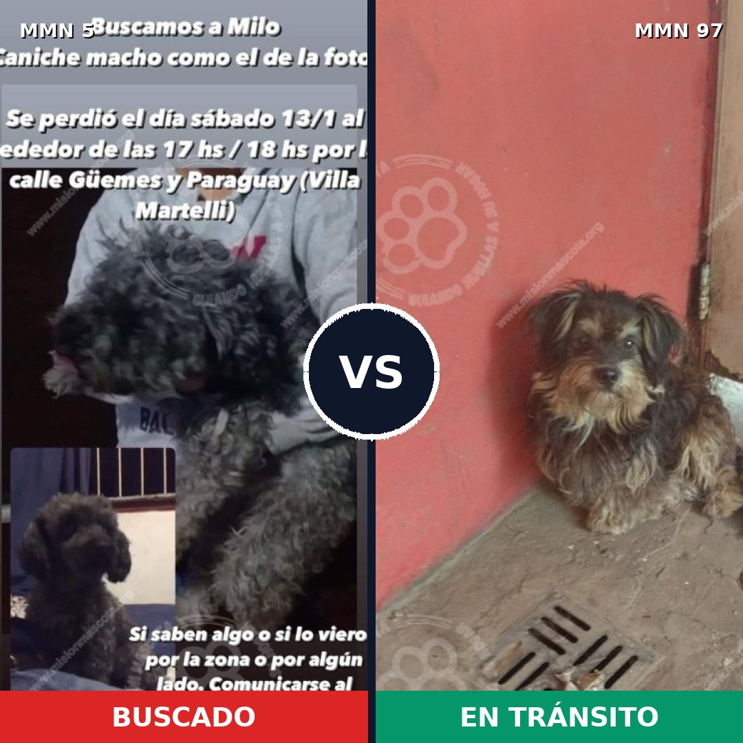 Comparativa MMS 305: mascota perdida y mascota encontrada, 47% de similitud