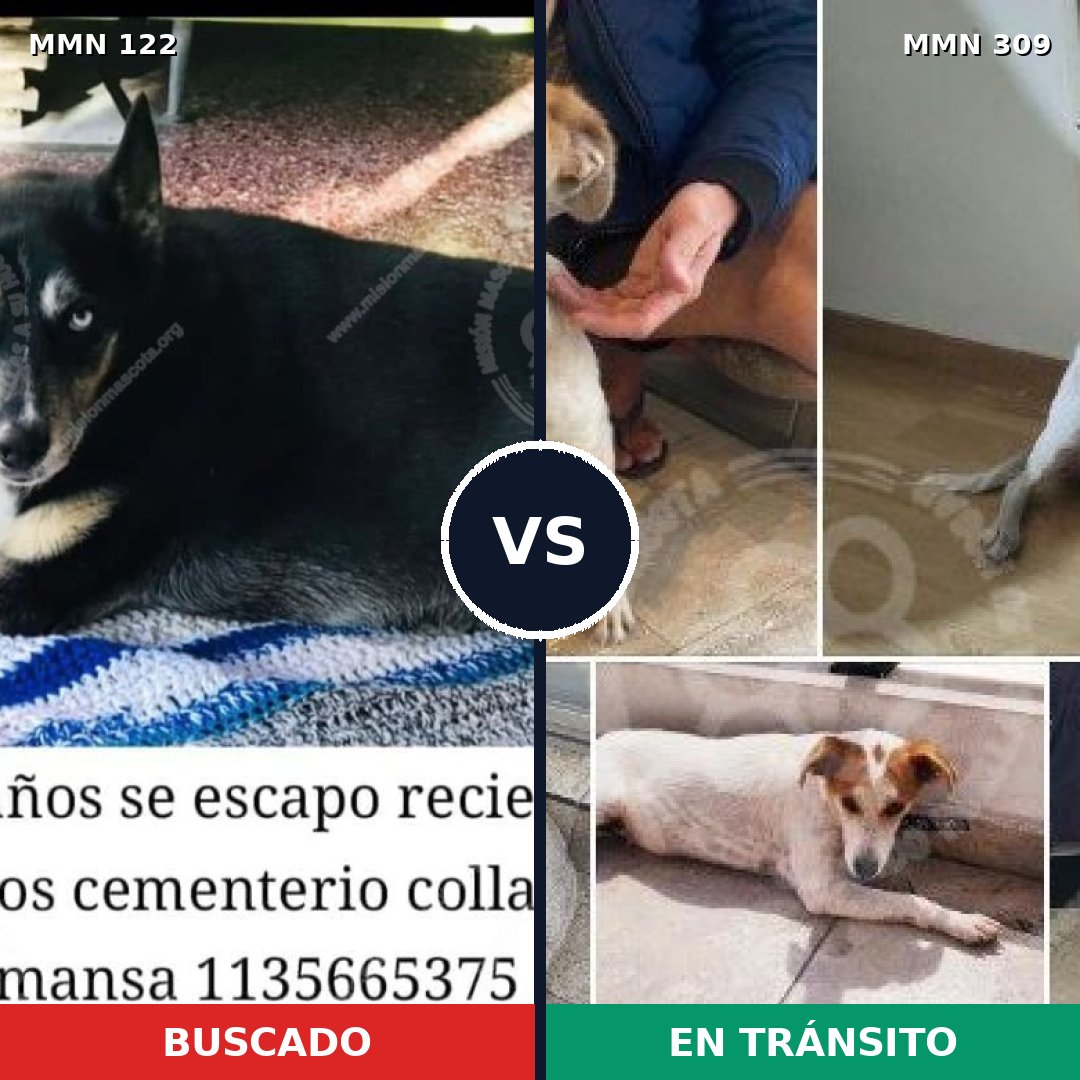 Comparativa MMS 3050: mascota perdida y mascota encontrada, 44% de similitud
