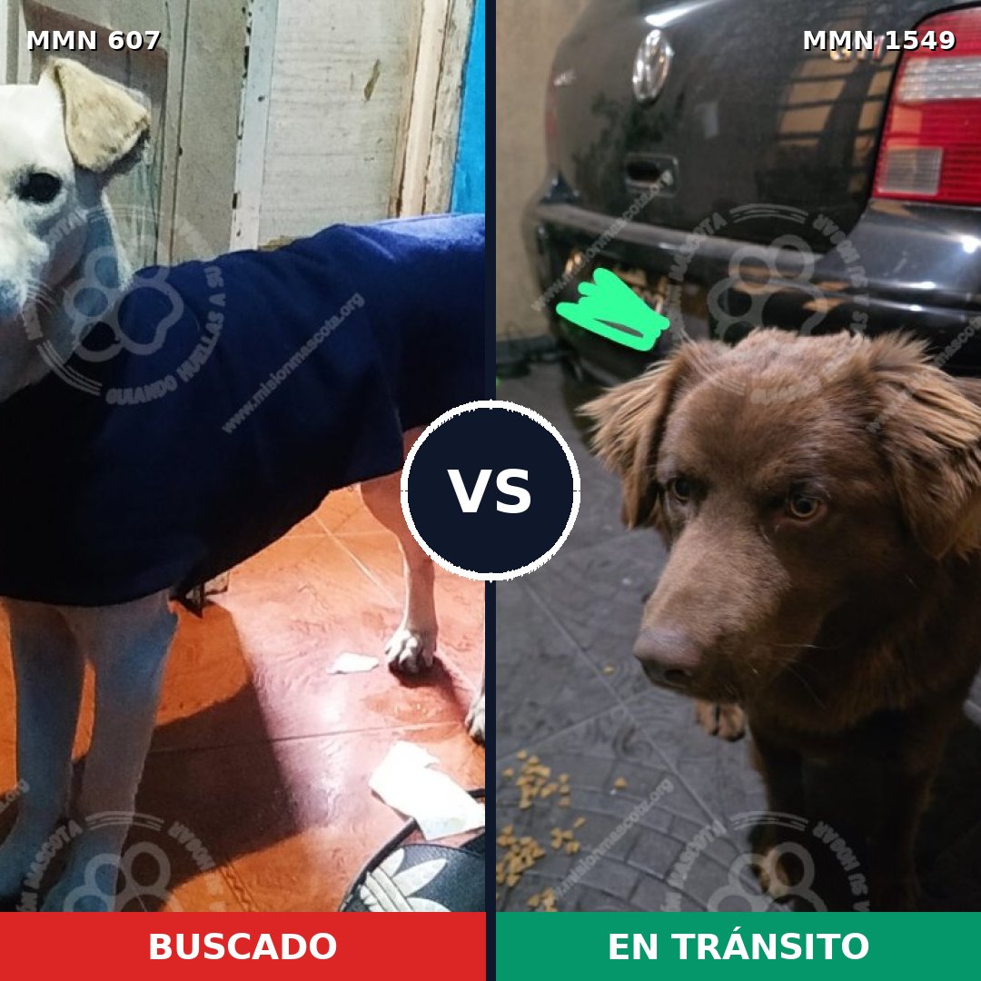 Comparativa MMS 30503: mascota perdida y mascota encontrada, 73% de similitud