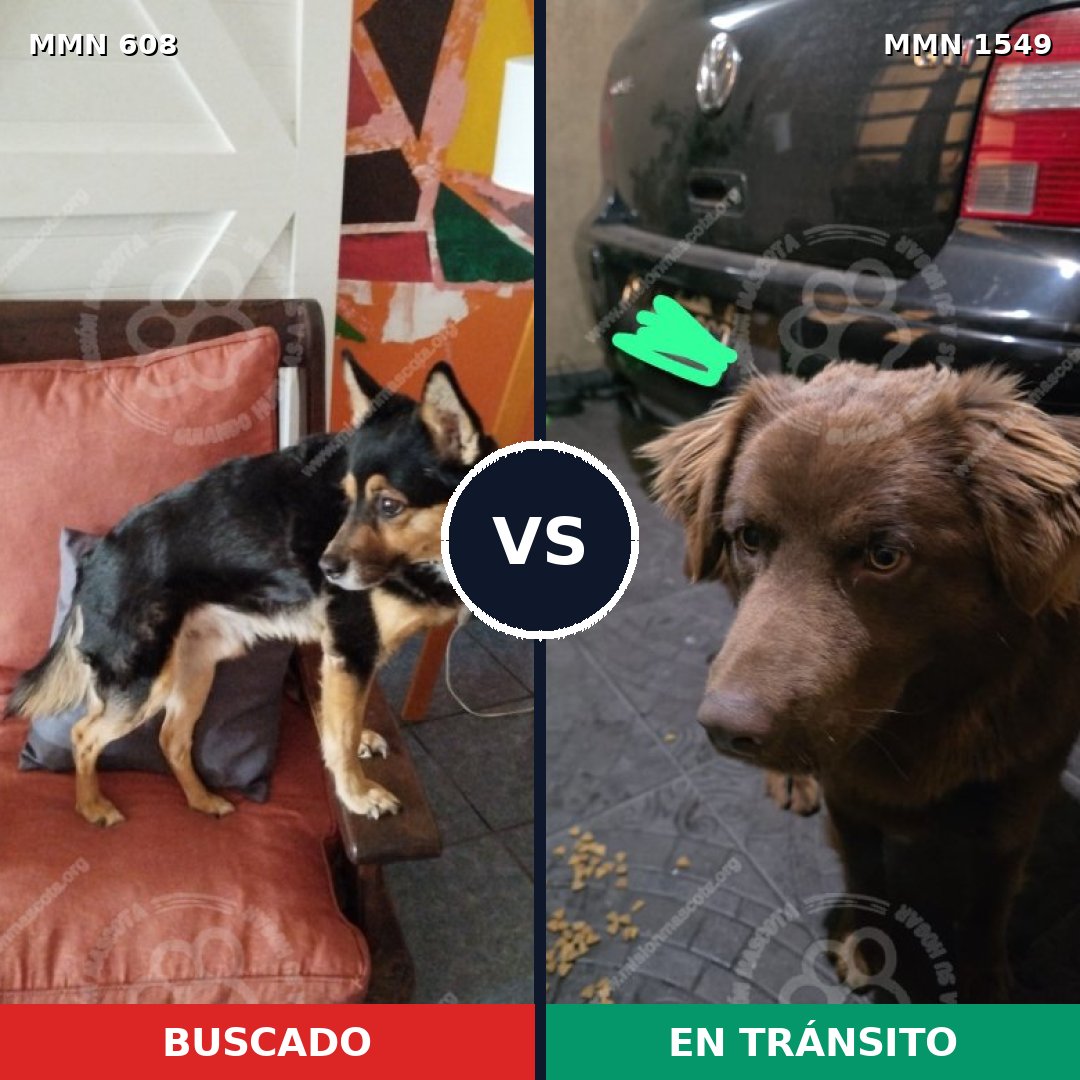 Comparativa MMS 30504: mascota perdida y mascota encontrada, 65% de similitud