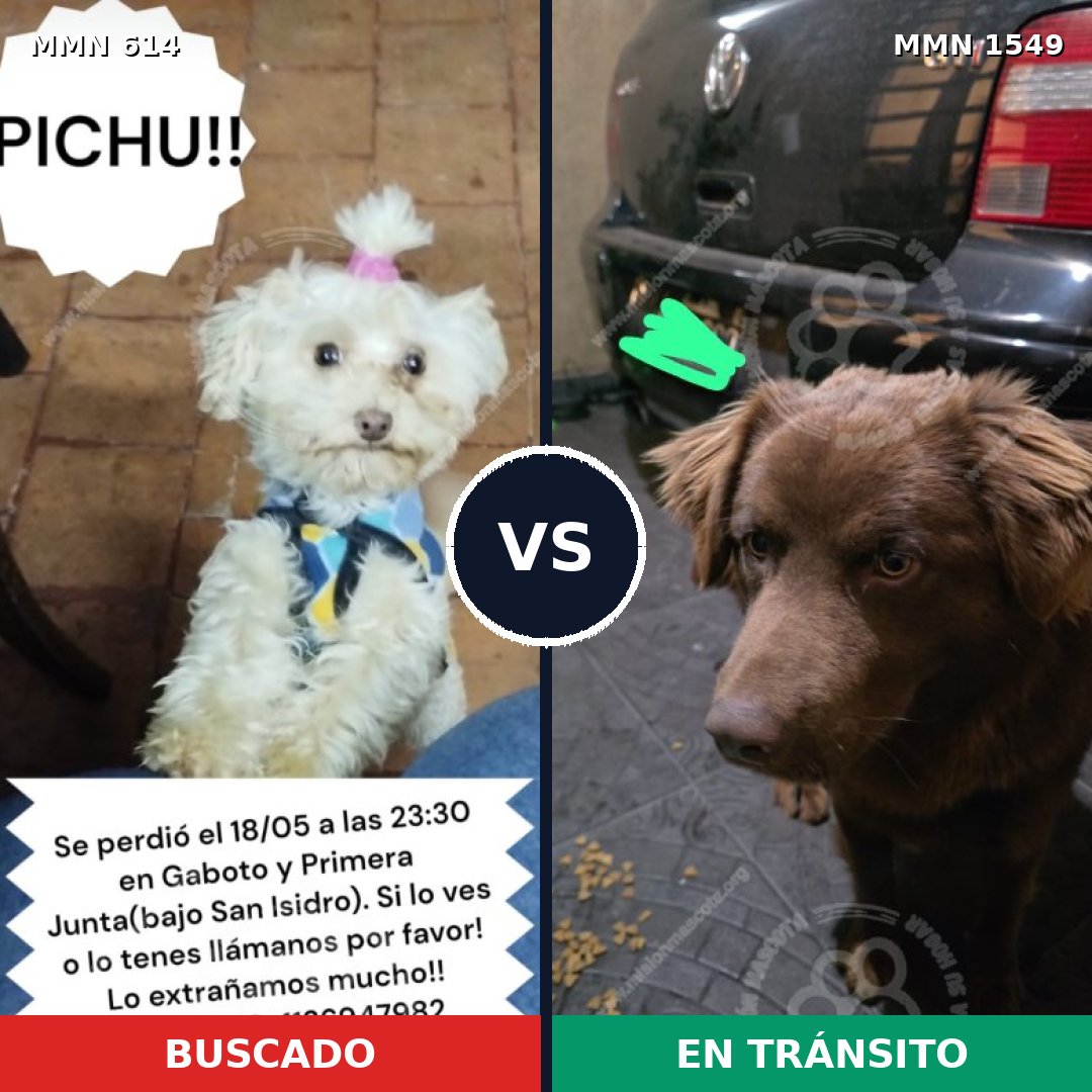 Comparativa MMS 30505: mascota perdida y mascota encontrada, 28% de similitud