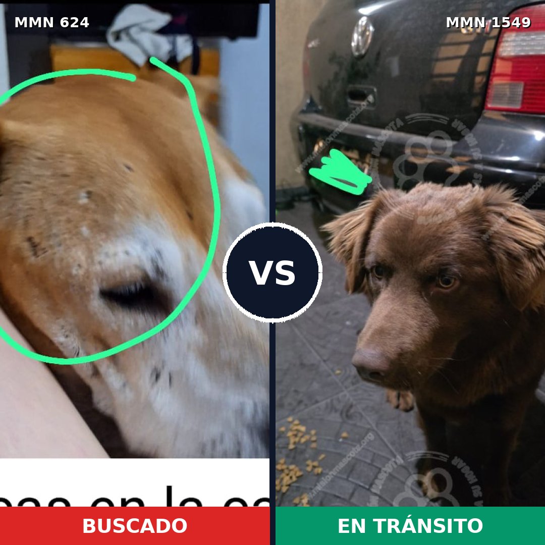 Comparativa MMS 30506: mascota perdida y mascota encontrada, 29% de similitud