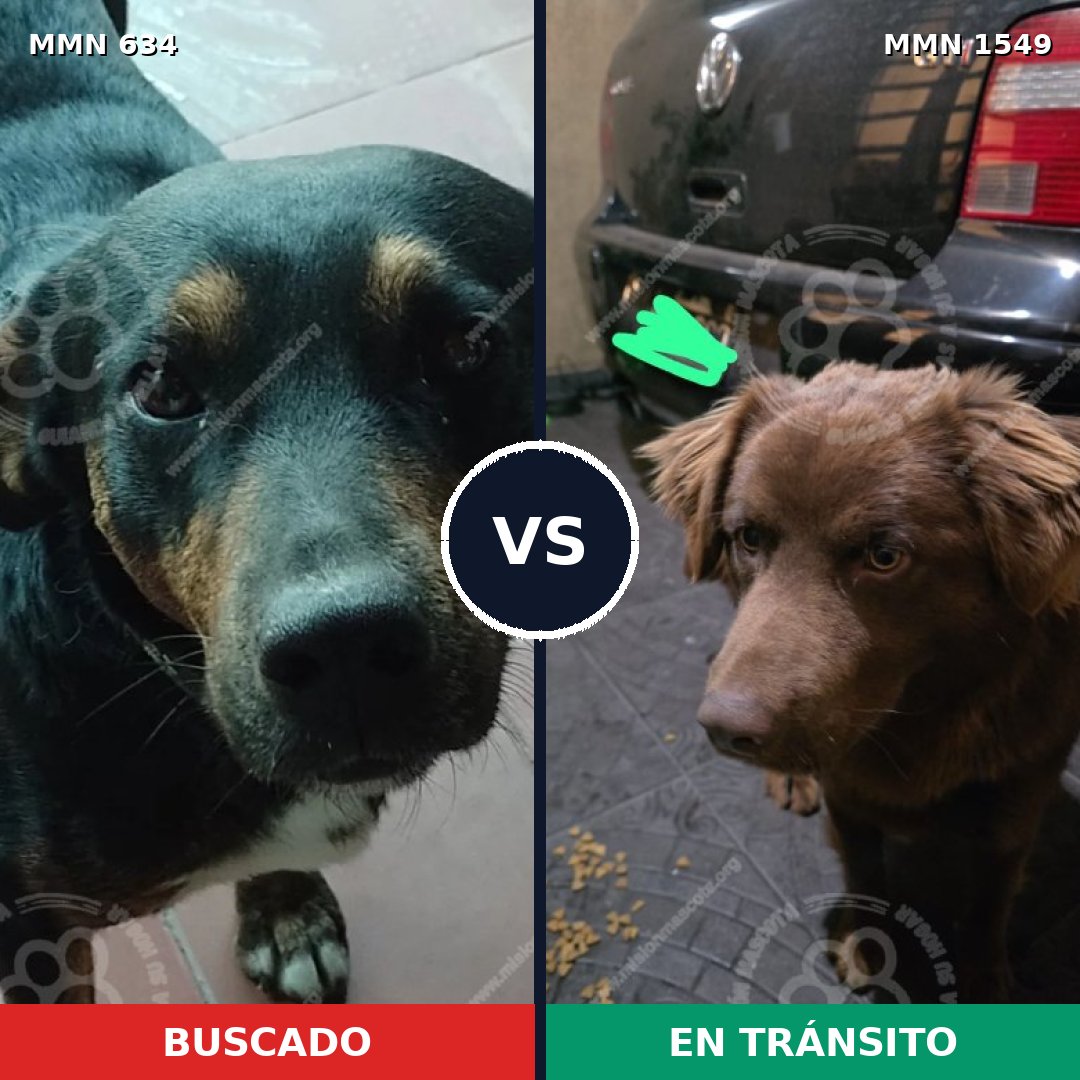 Comparativa MMS 30507: mascota perdida y mascota encontrada, 60% de similitud