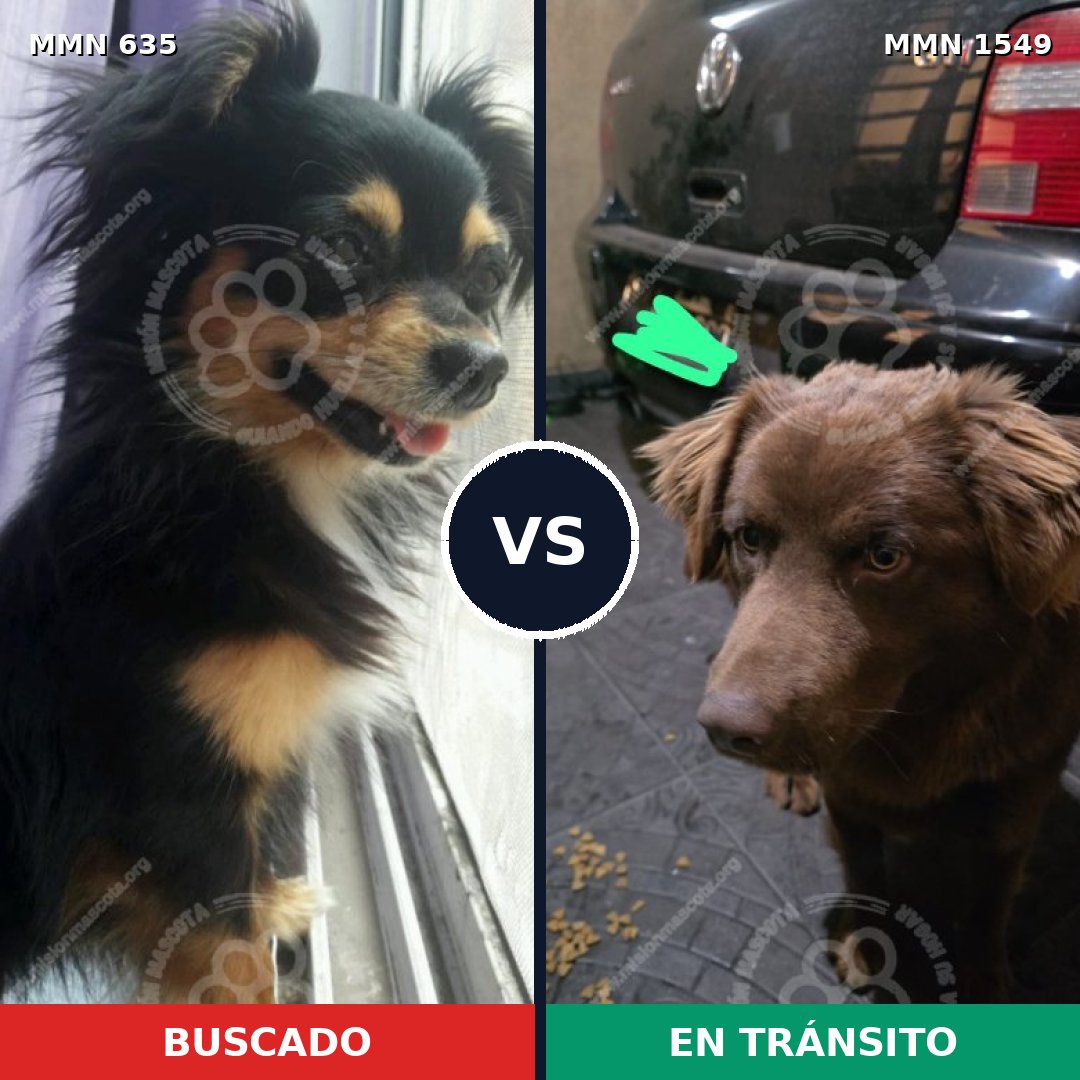 Comparativa MMS 30508: mascota perdida y mascota encontrada, 23% de similitud