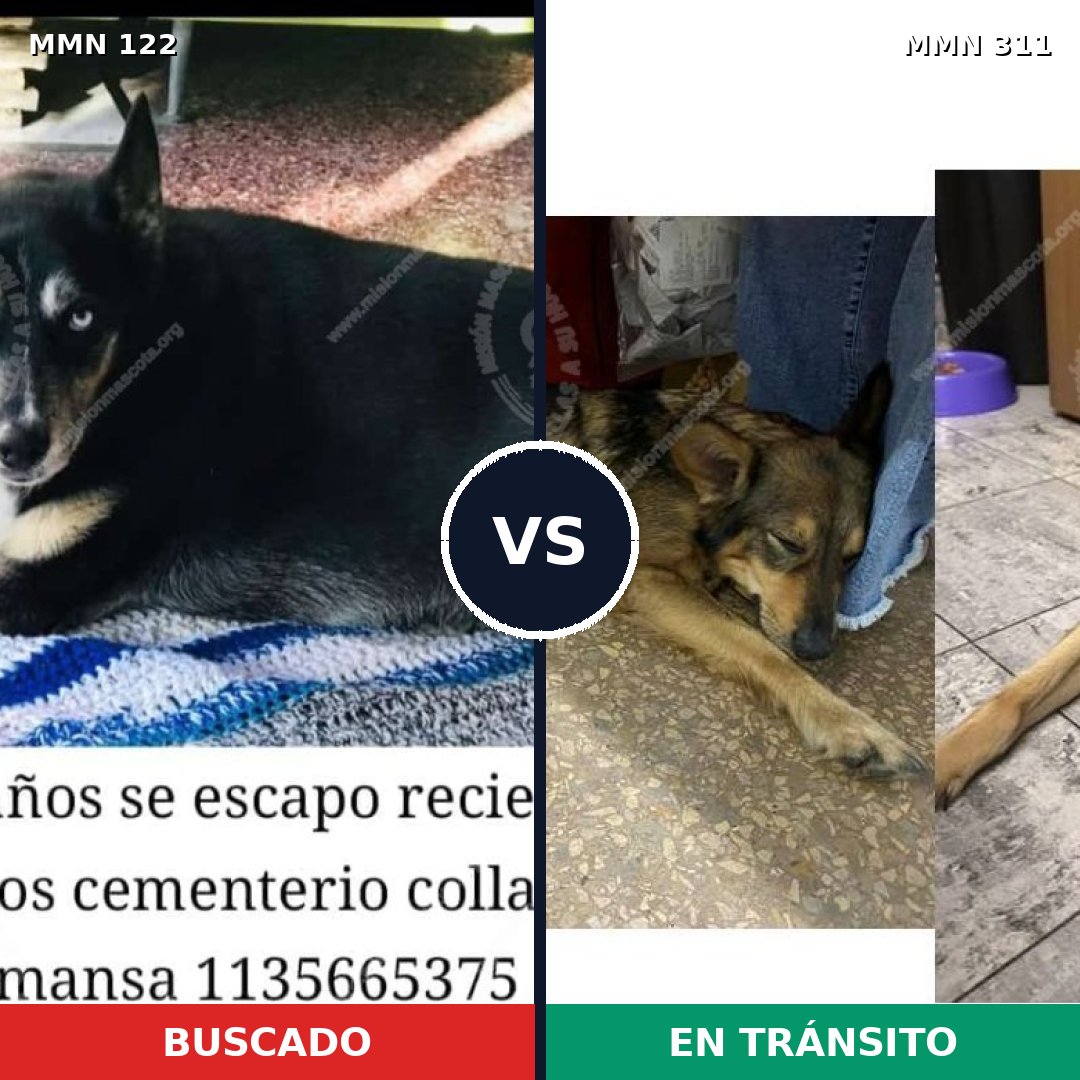 Comparativa MMS 3051: mascota perdida y mascota encontrada, 57% de similitud