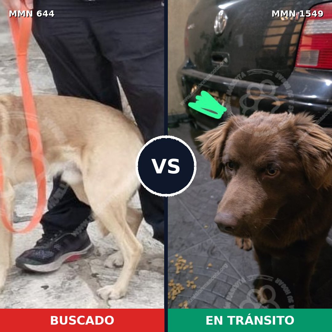 Comparativa MMS 30510: mascota perdida y mascota encontrada, 75% de similitud
