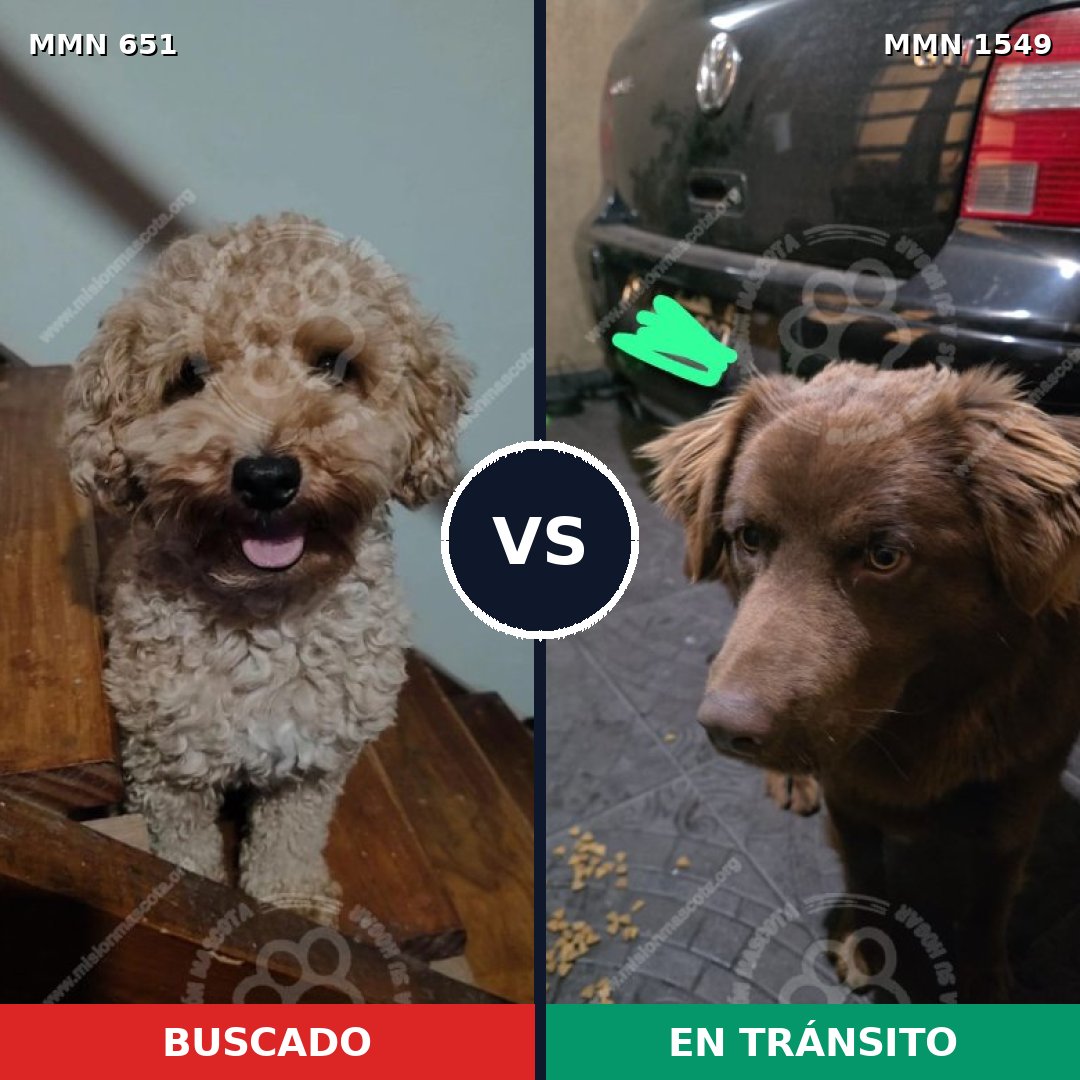 Comparativa MMS 30511: mascota perdida y mascota encontrada, 21% de similitud