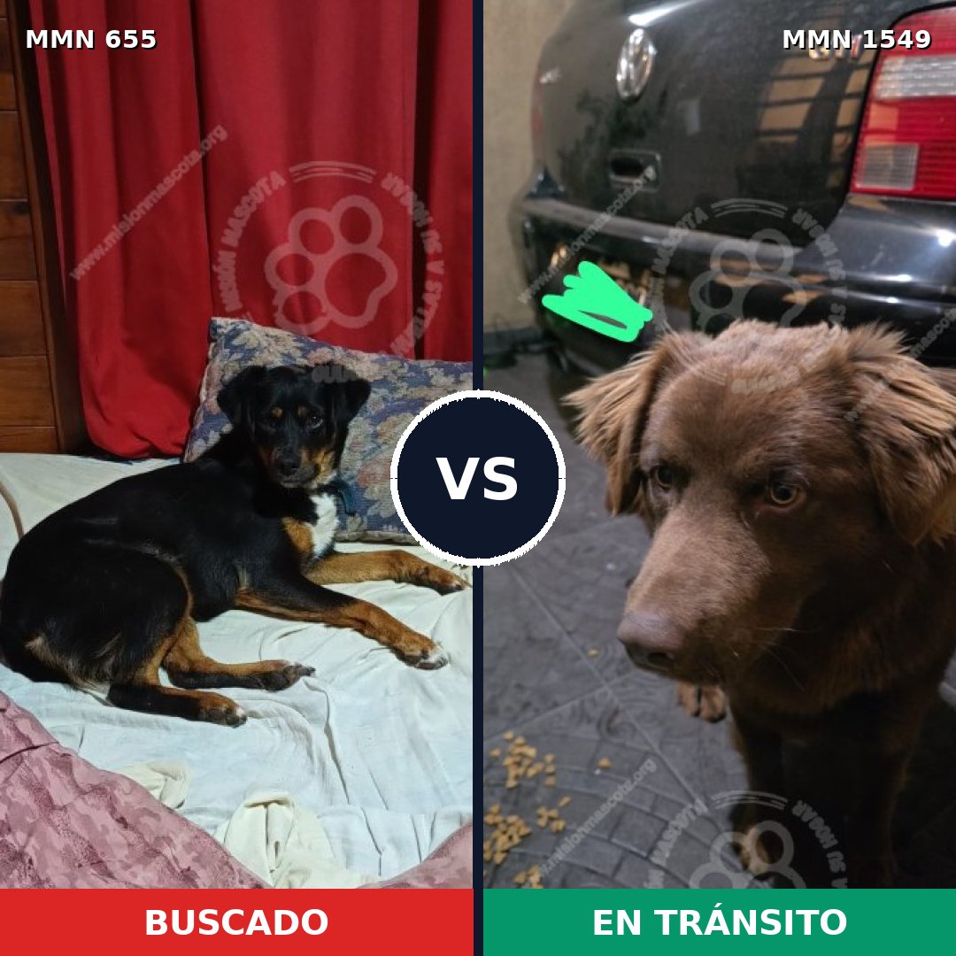 Comparativa MMS 30513: mascota perdida y mascota encontrada, 49% de similitud