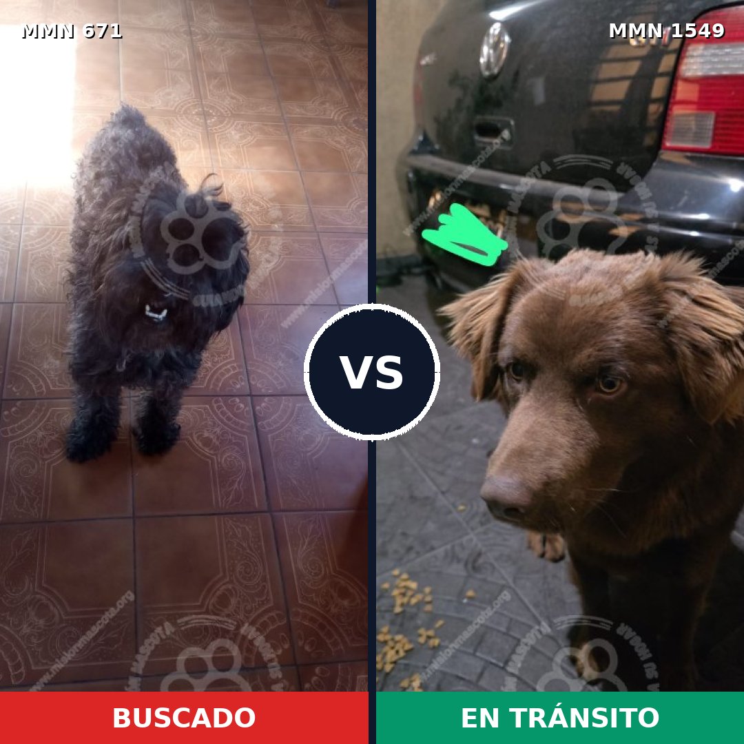 Comparativa MMS 30514: mascota perdida y mascota encontrada, 33% de similitud