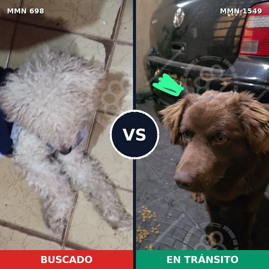 Comparativa MMS 30516: mascota perdida y mascota encontrada, 37% de similitud
