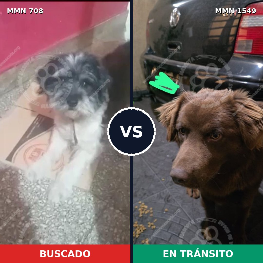 Comparativa MMS 30517: mascota perdida y mascota encontrada, 37% de similitud